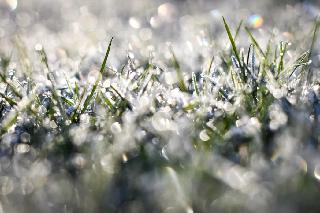 Detail Hoarfrost On Grass Sunrise Sparkle Number 12