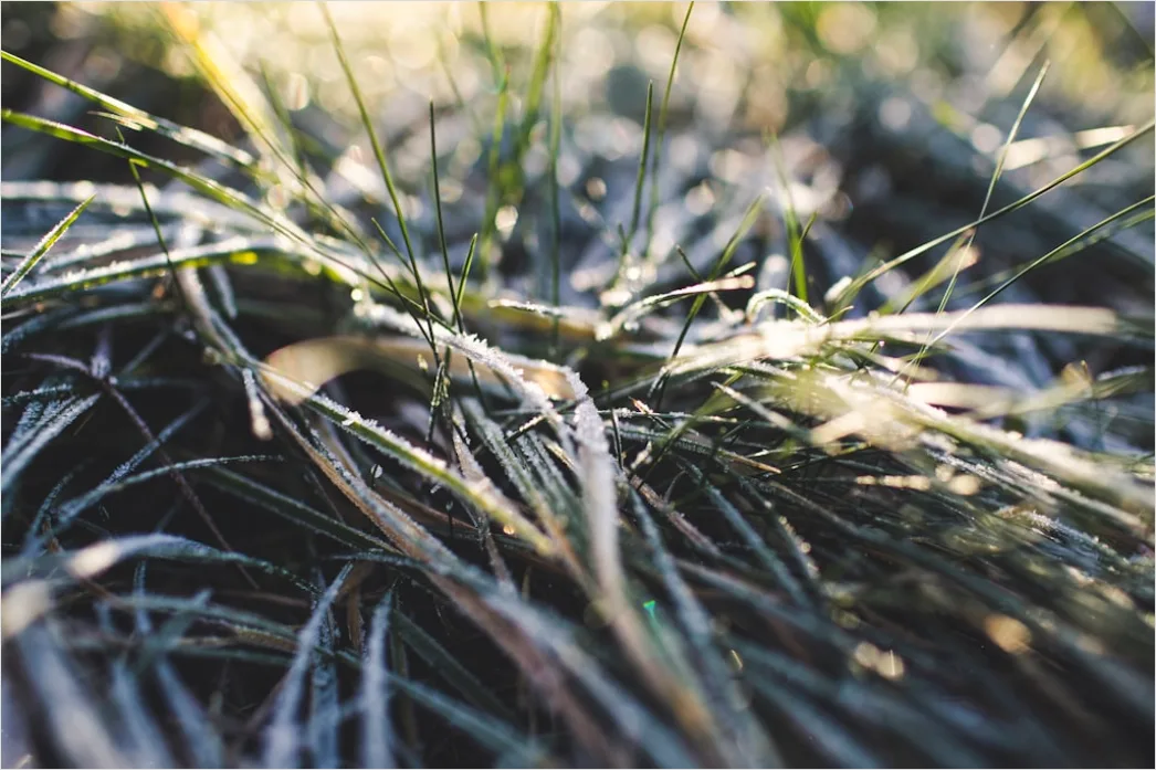 Detail Hoarfrost On Grass Sunrise Sparkle Number 13