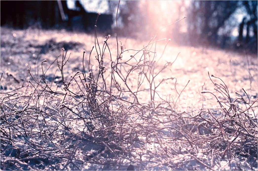 Detail Hoarfrost On Grass Sunrise Sparkle Number 14