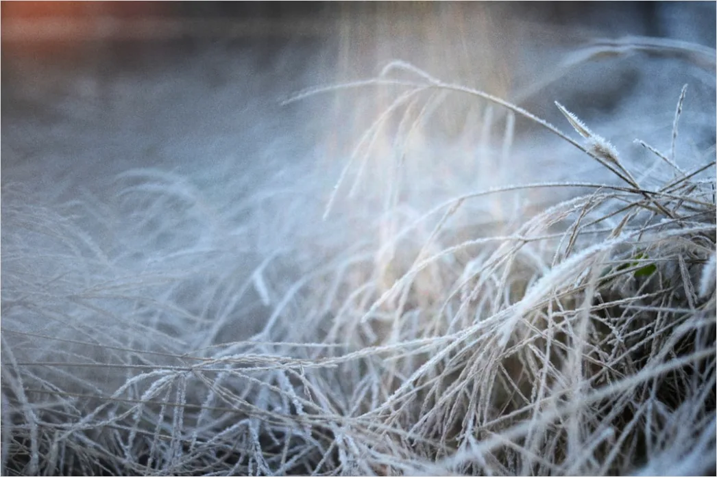 Detail Hoarfrost On Grass Sunrise Sparkle Number 15