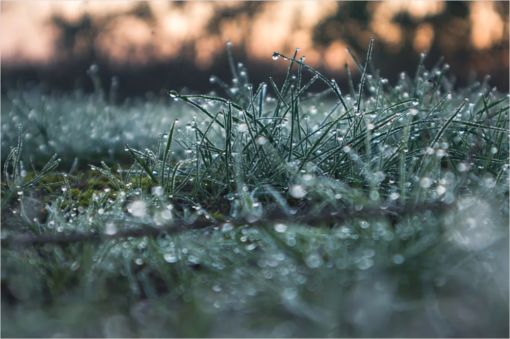 Detail Hoarfrost On Grass Sunrise Sparkle Number 16