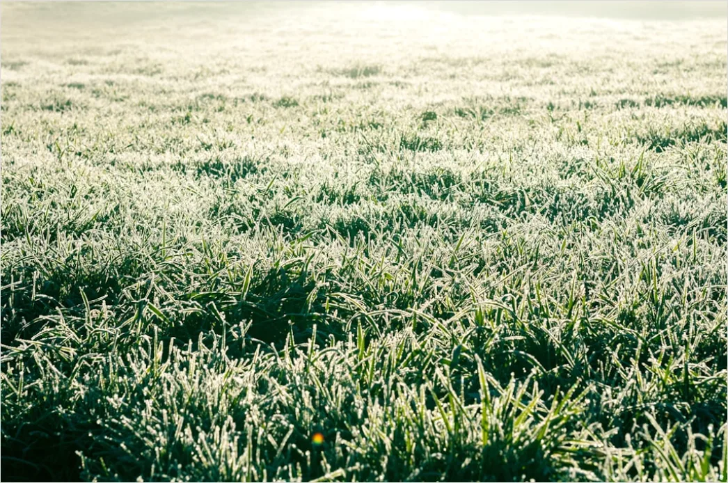 Detail Hoarfrost On Grass Sunrise Sparkle Number 17
