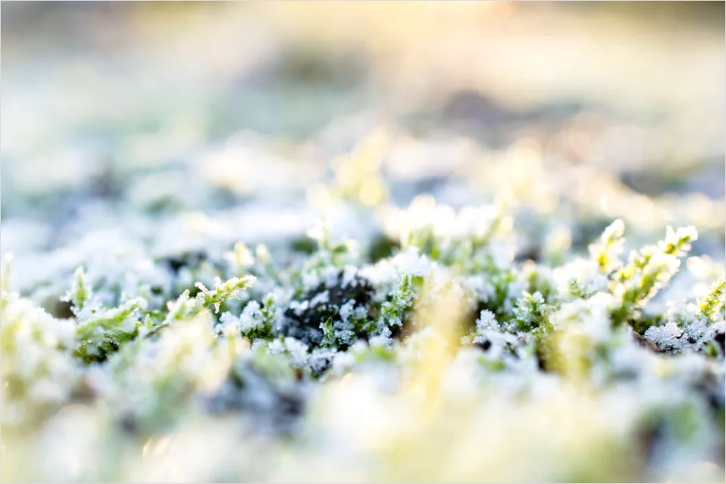 Detail Hoarfrost On Grass Sunrise Sparkle Number 18