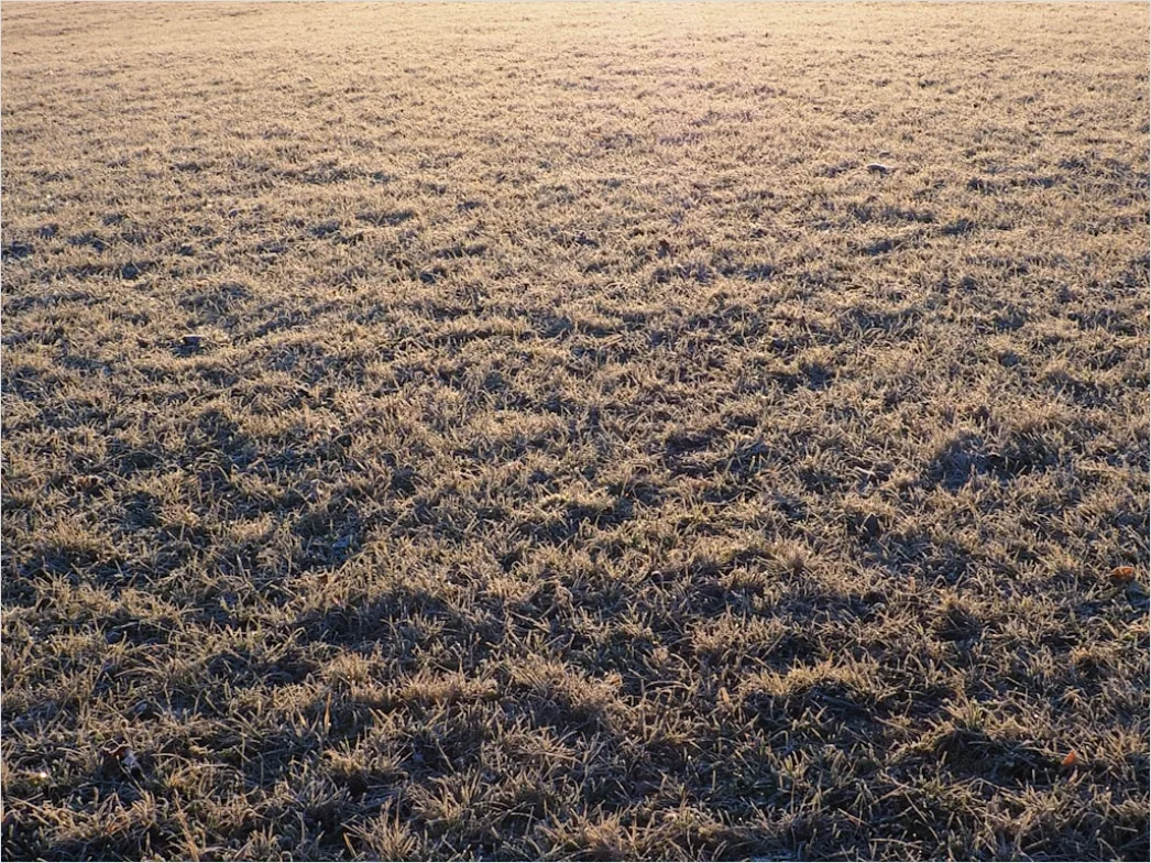 Detail Hoarfrost On Grass Sunrise Sparkle Number 19