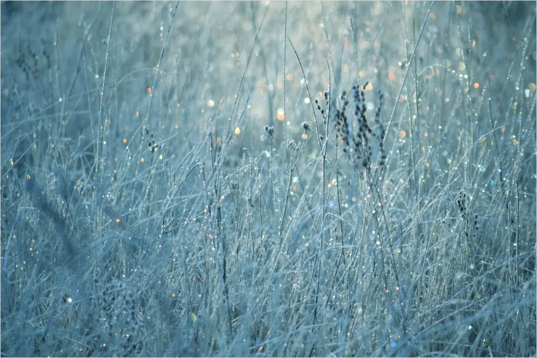 Detail Hoarfrost On Grass Sunrise Sparkle Number 20