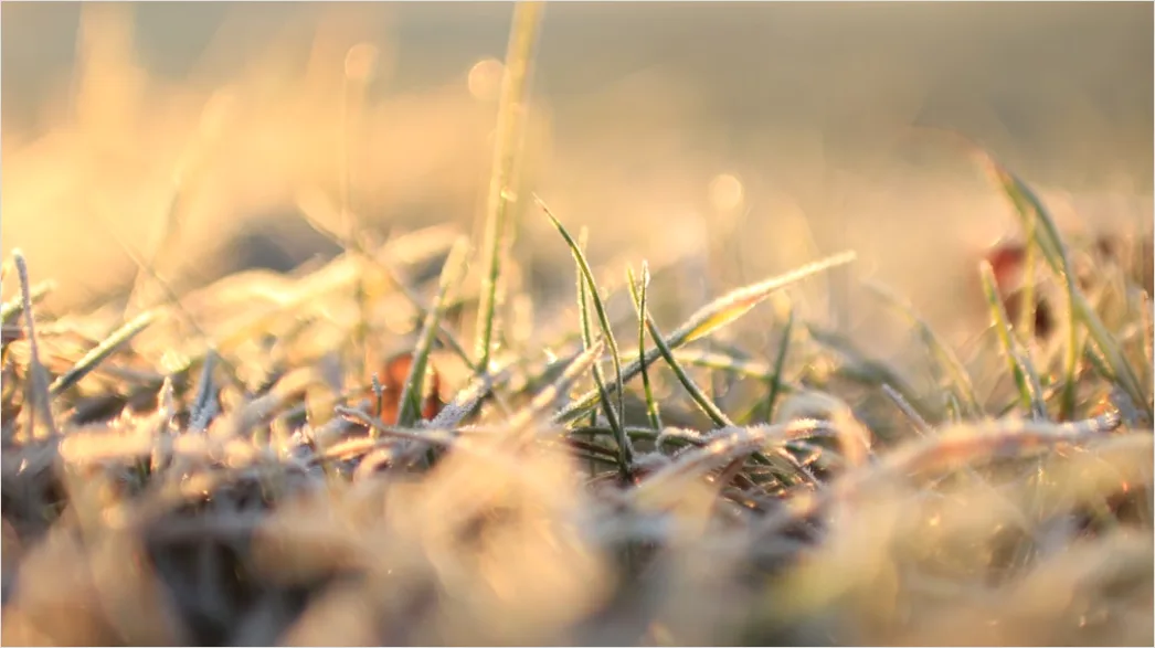 Detail Hoarfrost On Grass Sunrise Sparkle Number 3