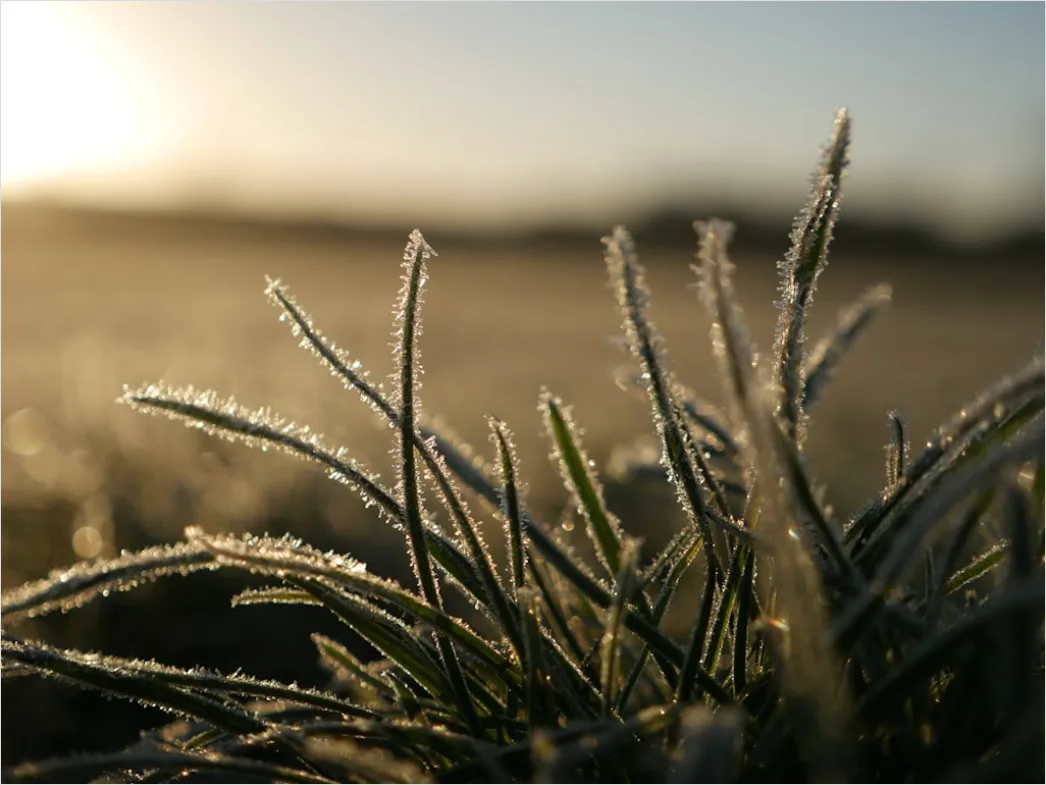Detail Hoarfrost On Grass Sunrise Sparkle Number 4