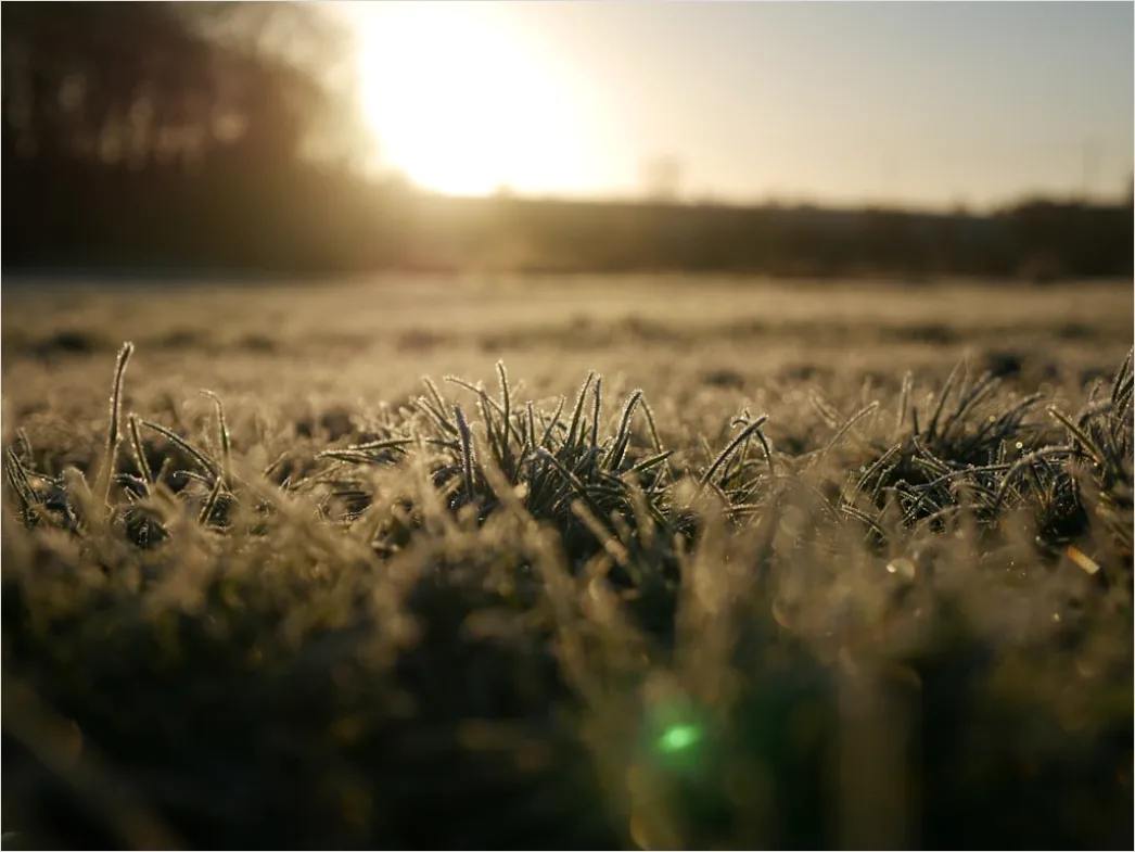 Detail Hoarfrost On Grass Sunrise Sparkle Number 5