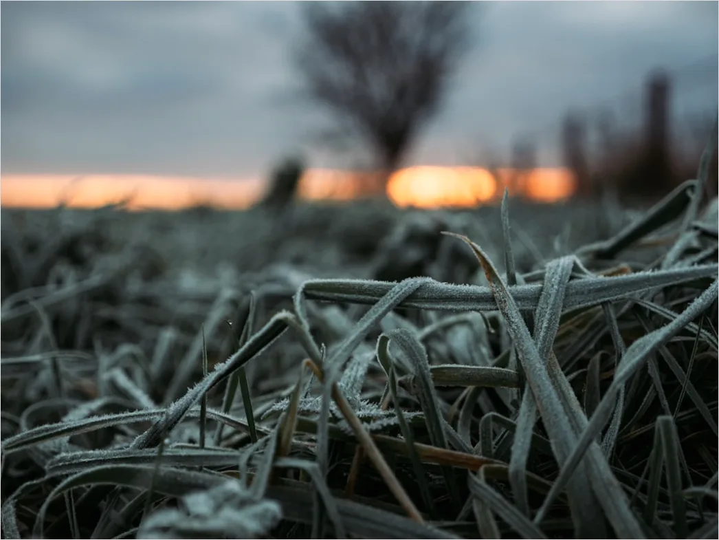 Detail Hoarfrost On Grass Sunrise Sparkle Number 6