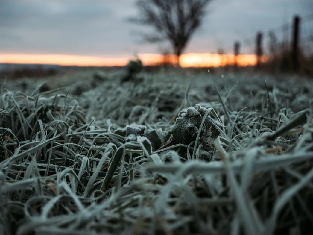 Detail Hoarfrost On Grass Sunrise Sparkle Number 7