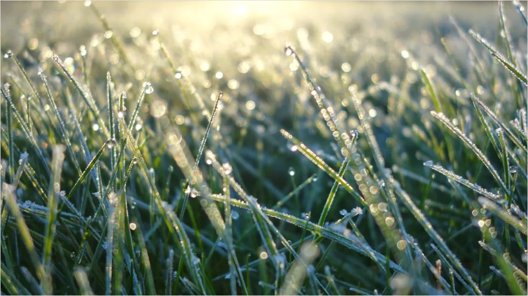Detail Hoarfrost On Grass Sunrise Sparkle Number 8