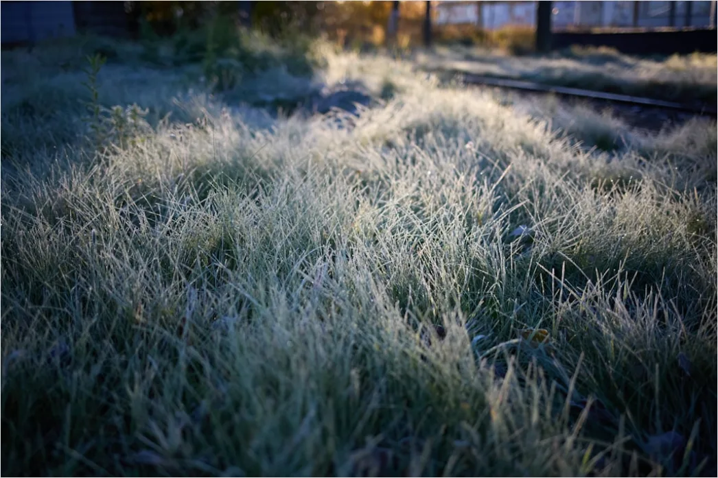 Detail Hoarfrost On Grass Sunrise Sparkle Number 9