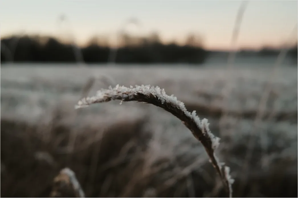 Detail Hoarfrost On Grass Sunrise Sparkle Number 10