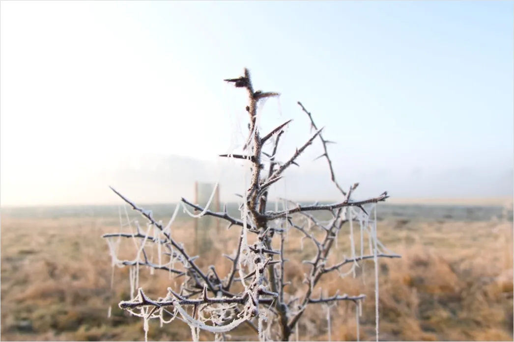 Detail Ice Storm Power Lines Frozen Scene Number 18