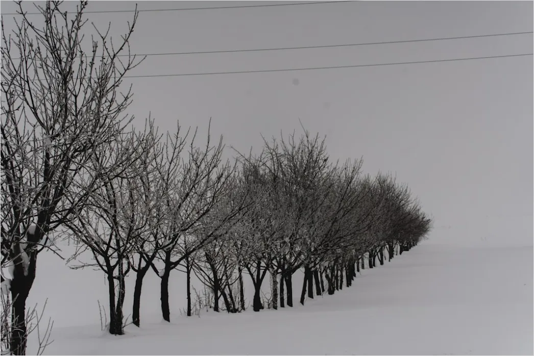Detail Ice Storm Power Lines Frozen Scene Number 19