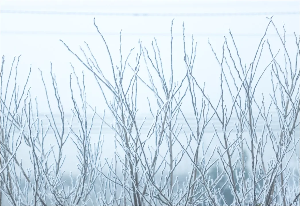 Detail Ice Storm Power Lines Frozen Scene Number 20