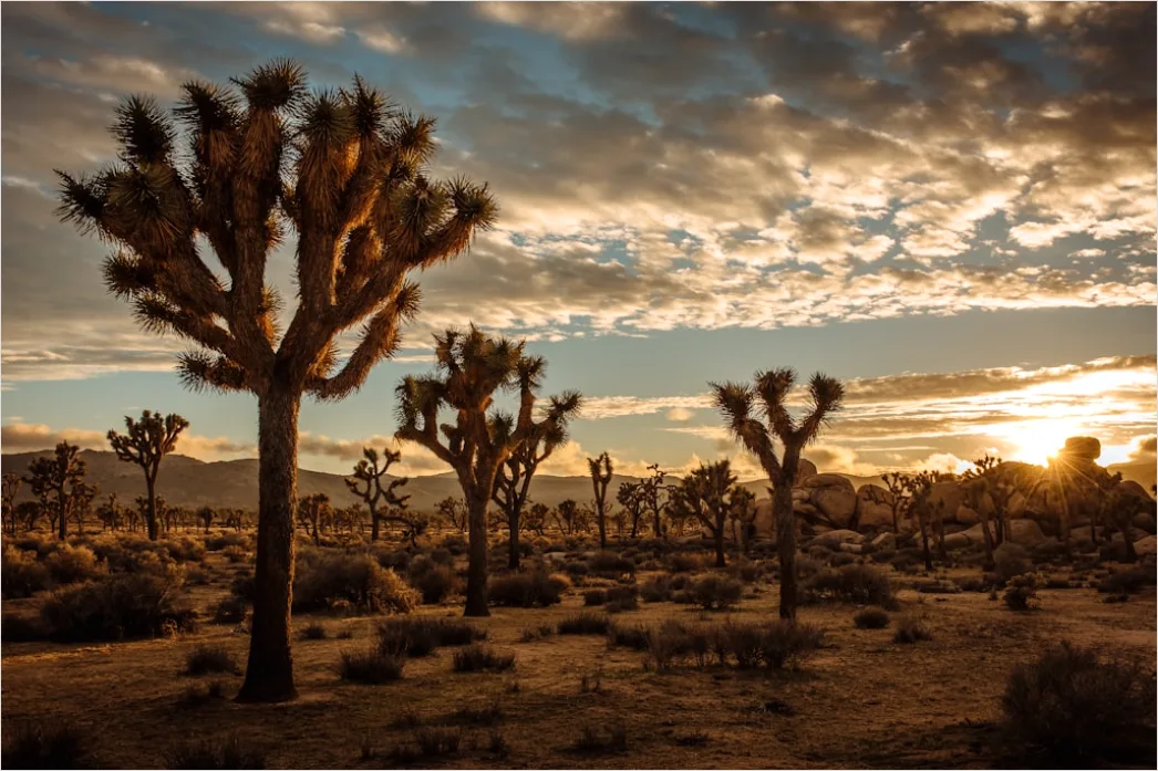 Joshua Tree National Park Stars 3589