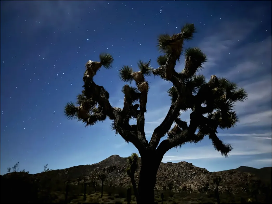 Detail Joshua Tree National Park Stars Number 13