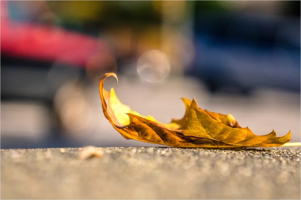 Detail Leaf Swirl Windy Autumn Street Number 2