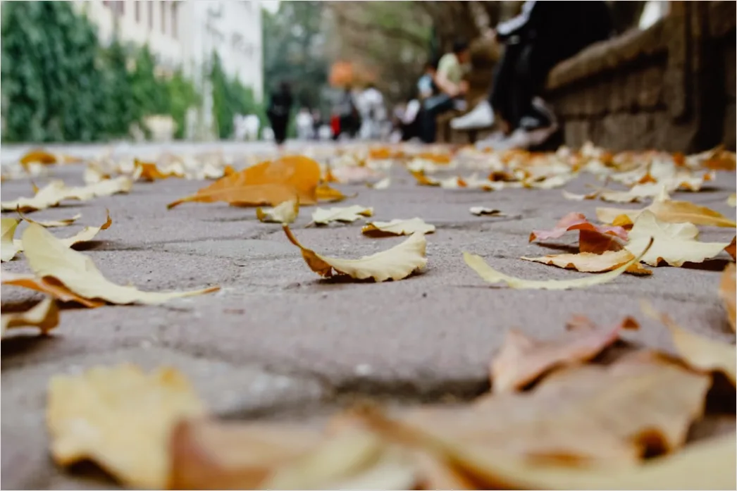 Detail Leaf Swirl Windy Autumn Street Number 12
