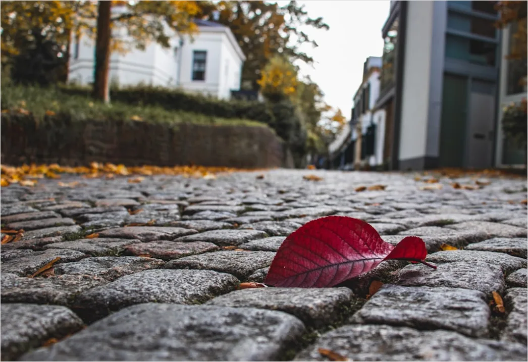 Detail Leaf Swirl Windy Autumn Street Number 14