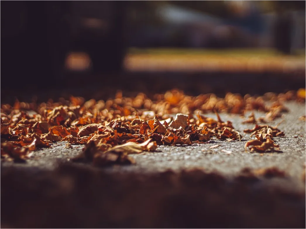 Detail Leaf Swirl Windy Autumn Street Number 15