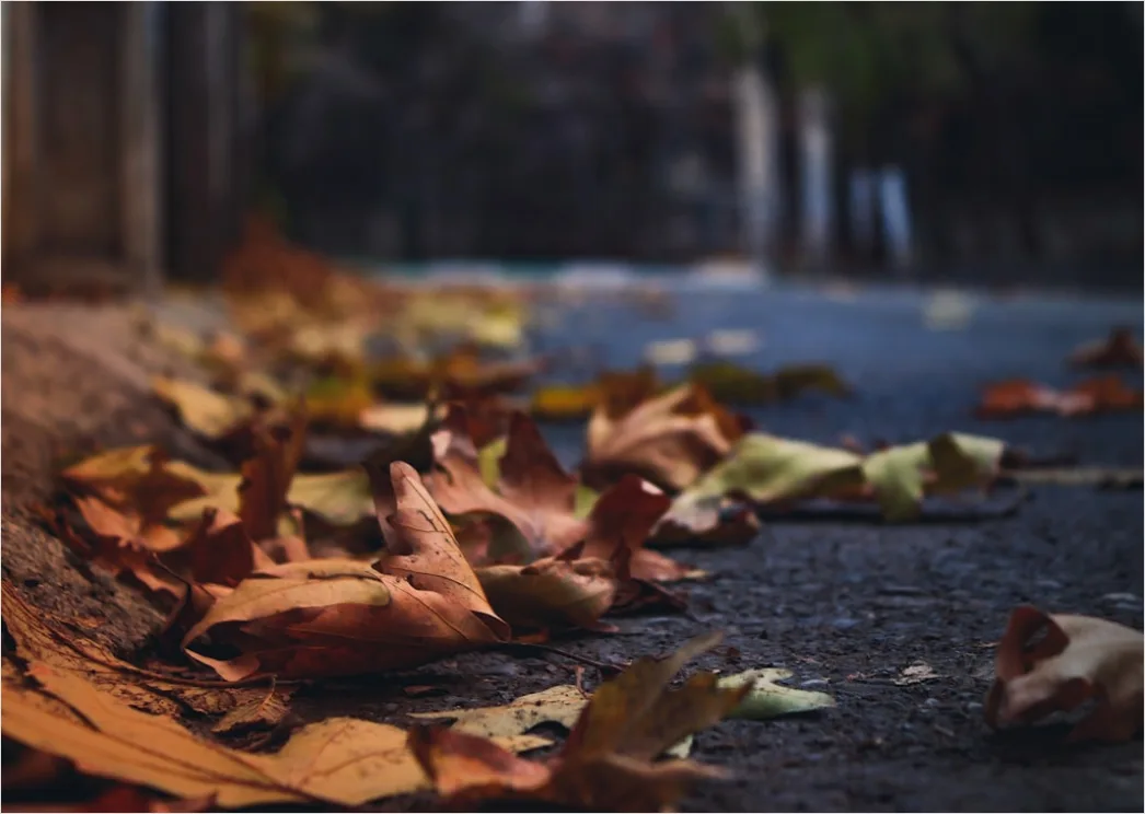 Detail Leaf Swirl Windy Autumn Street Number 16
