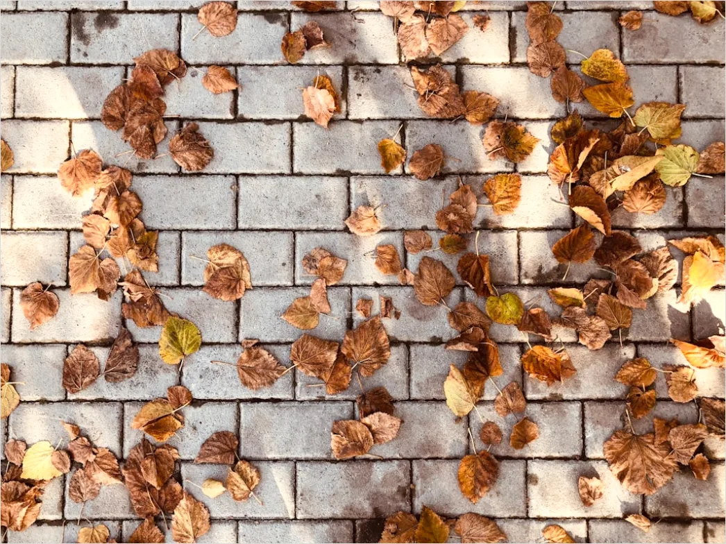 Detail Leaf Swirl Windy Autumn Street Number 19
