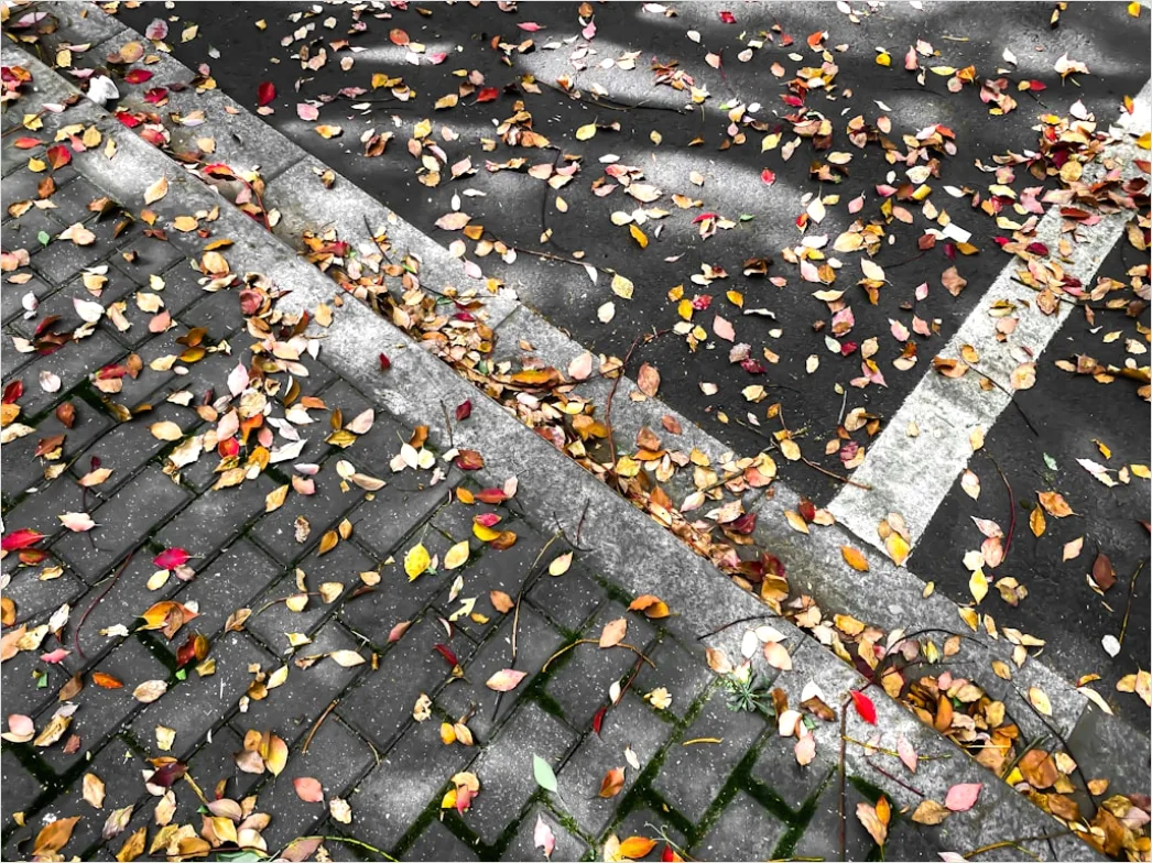 Detail Leaf Swirl Windy Autumn Street Number 20