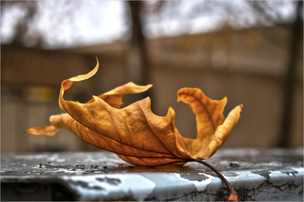 Detail Leaf Swirl Windy Autumn Street Number 5