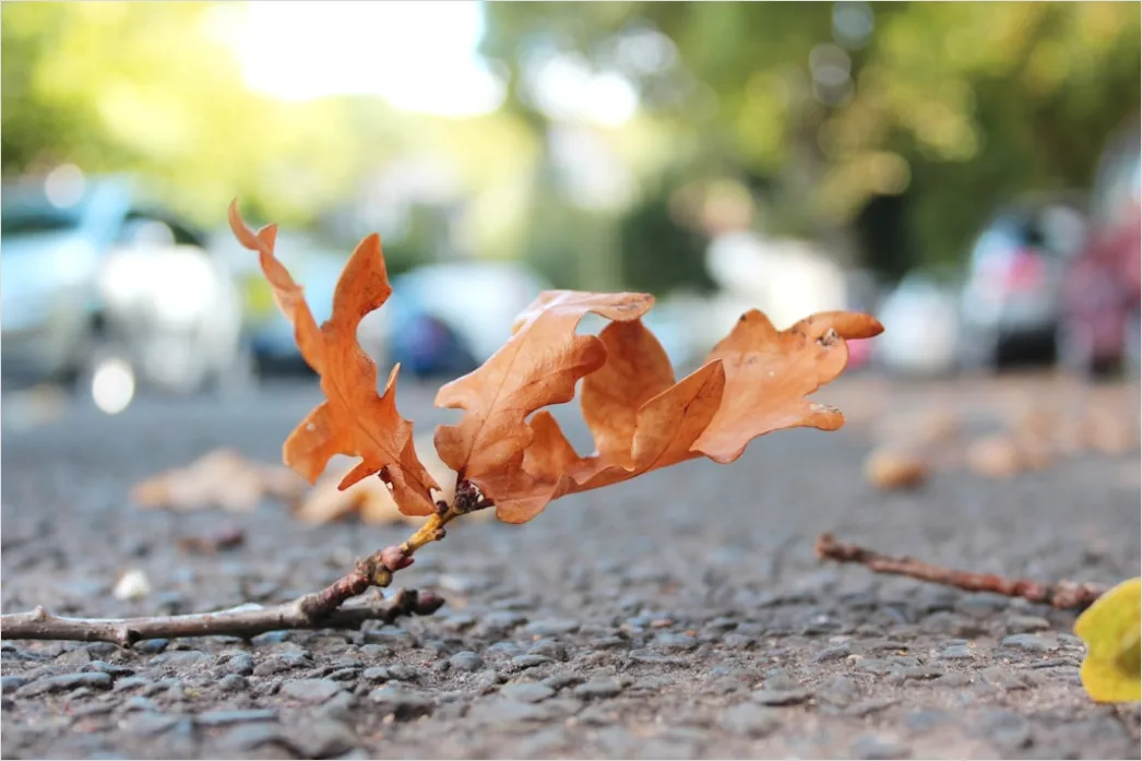 Detail Leaf Swirl Windy Autumn Street Number 9
