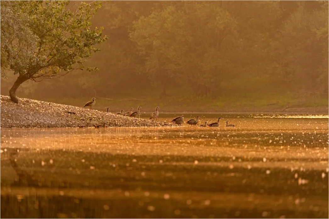 Detail Mist Over River Golden Hour Number 13