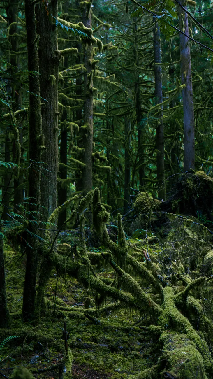 Detail Olympic National Park Rainforest Trail Number 11