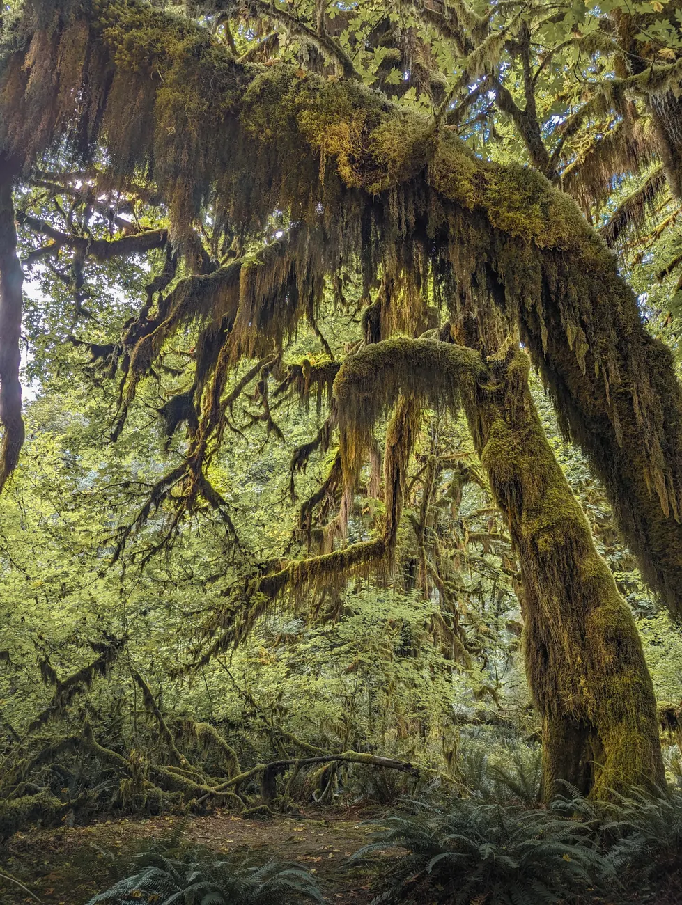 Detail Olympic National Park Rainforest Trail Number 13