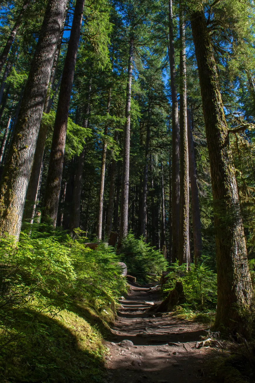 Detail Olympic National Park Rainforest Trail Number 14