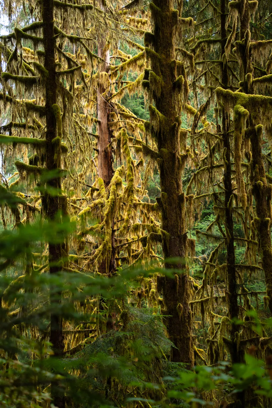 Detail Olympic National Park Rainforest Trail Number 15