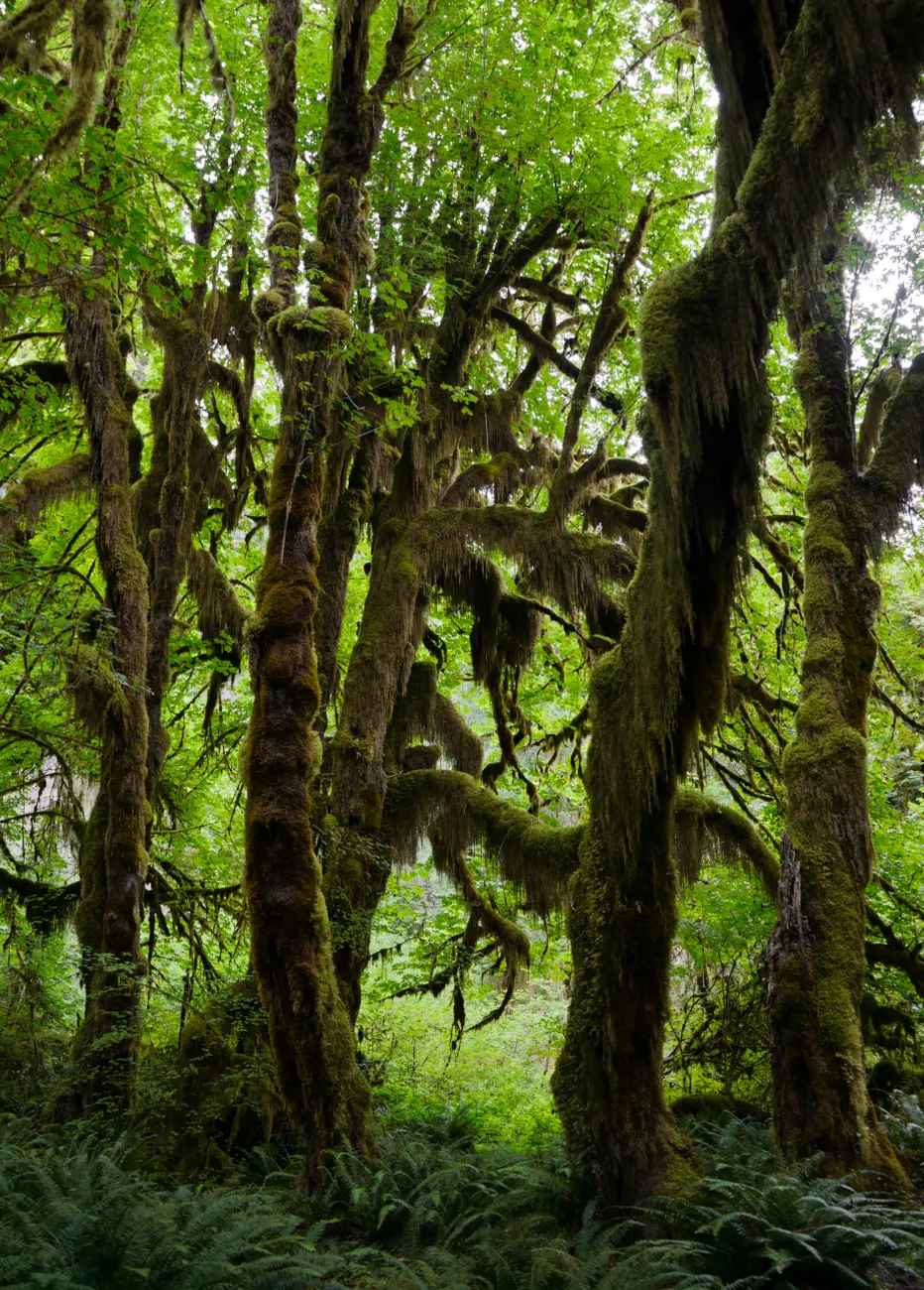 Detail Olympic National Park Rainforest Trail Number 16