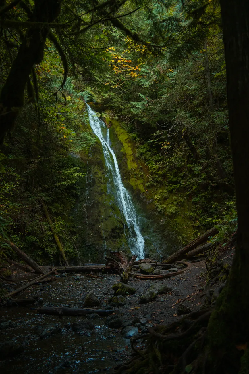 Detail Olympic National Park Rainforest Trail Number 19