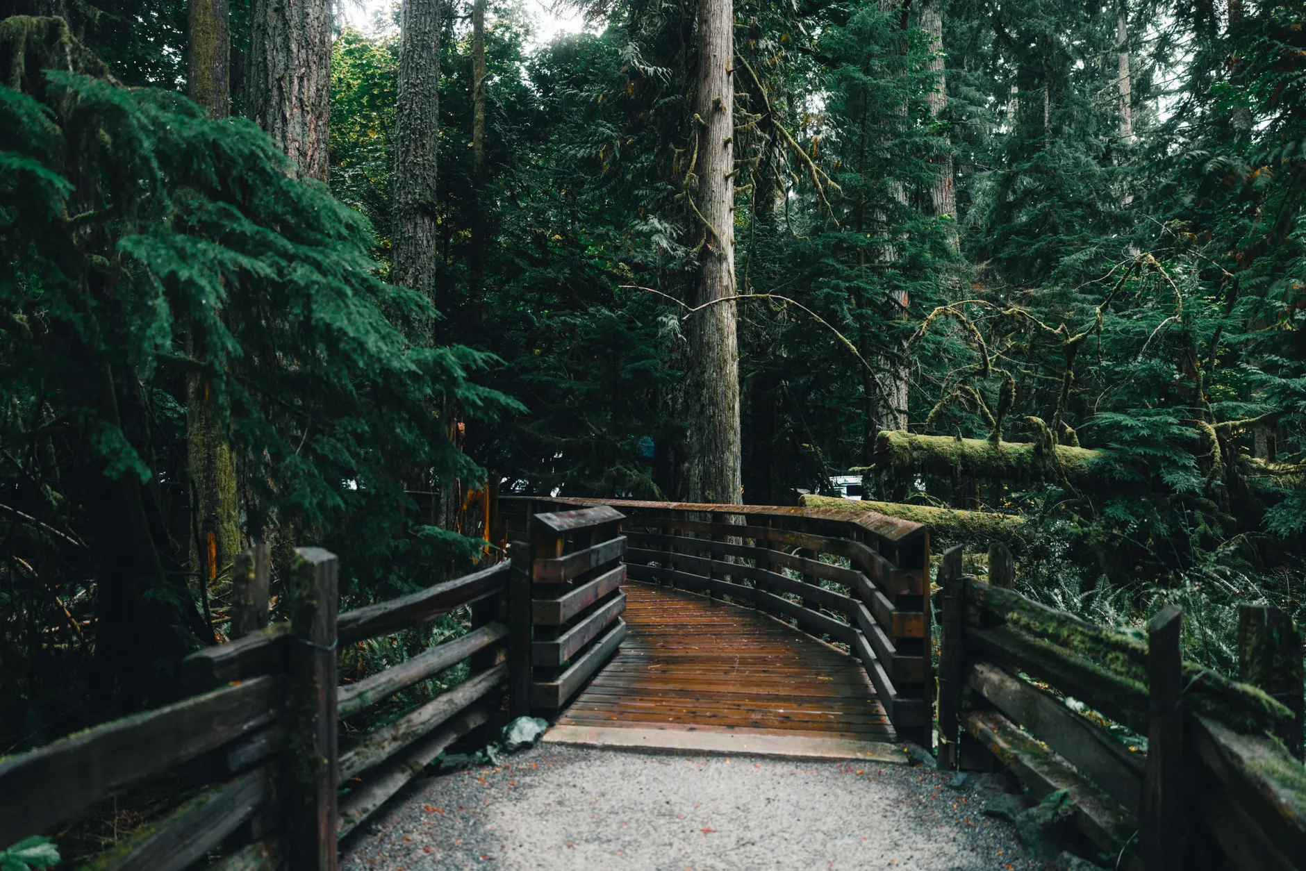 Detail Olympic National Park Rainforest Trail Number 20