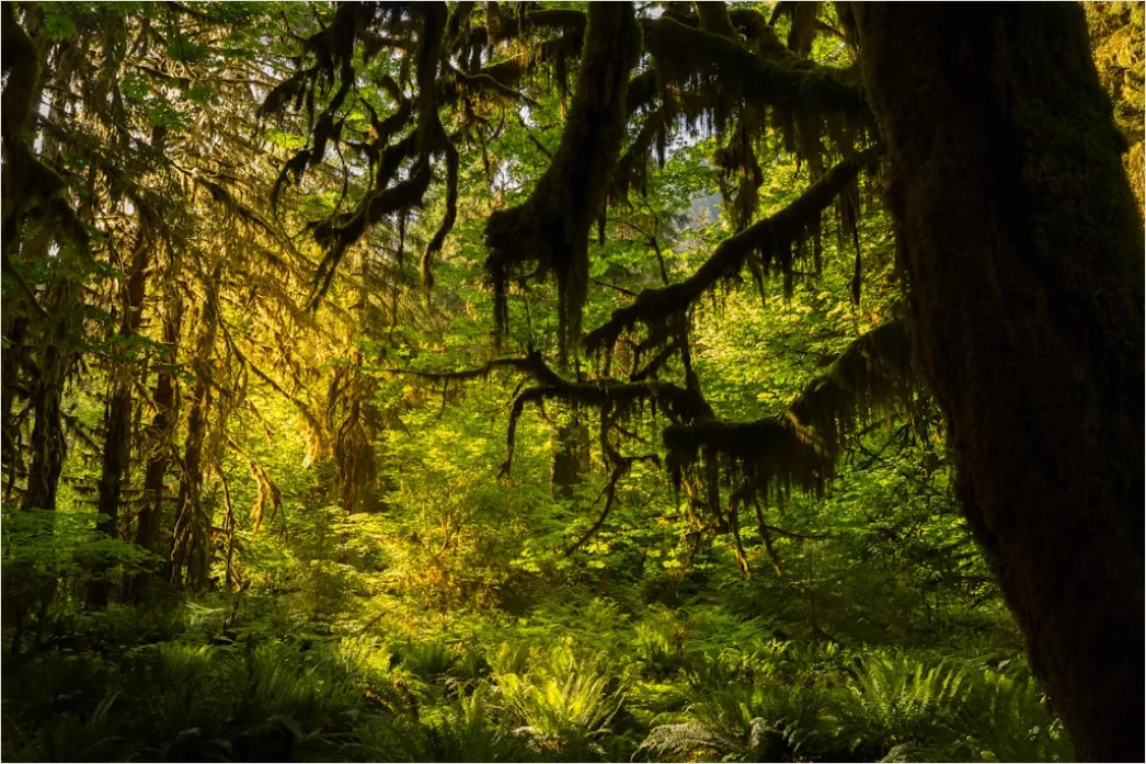 Detail Olympic National Park Rainforest Trail Number 3
