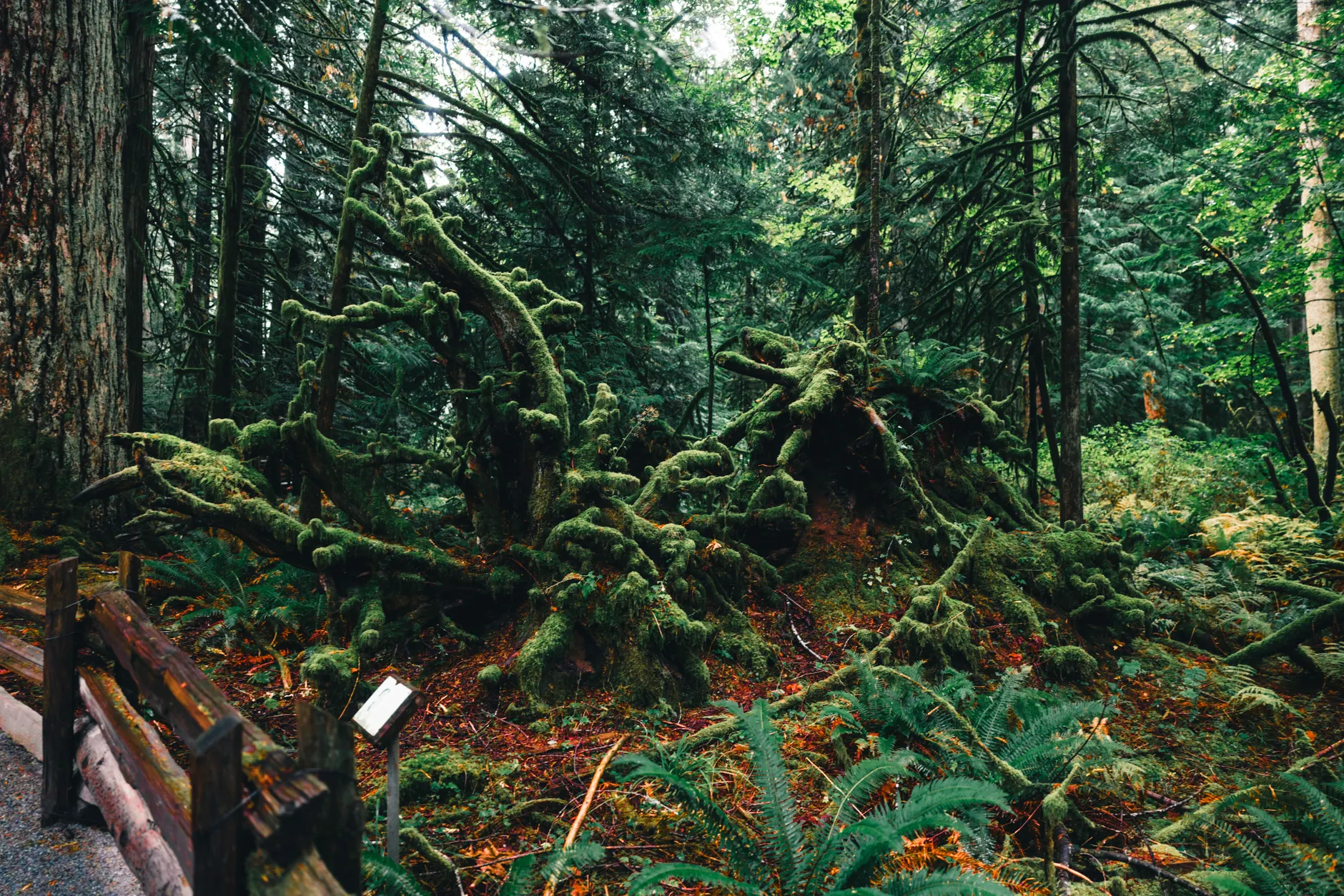 Detail Olympic National Park Rainforest Trail Number 21