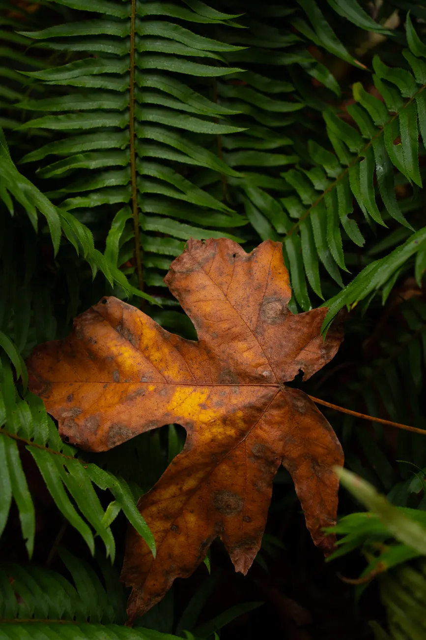Detail Olympic National Park Rainforest Trail Number 22