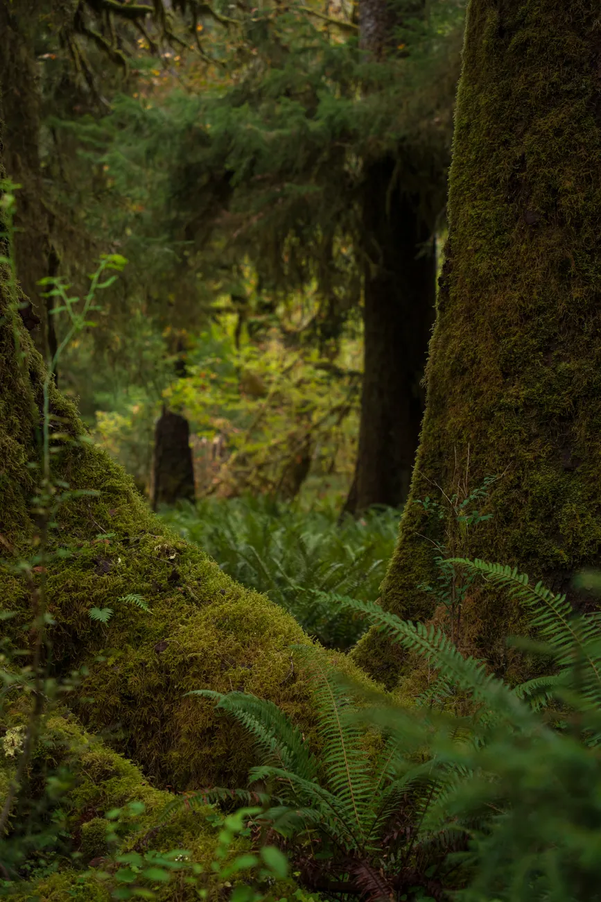 Detail Olympic National Park Rainforest Trail Number 4