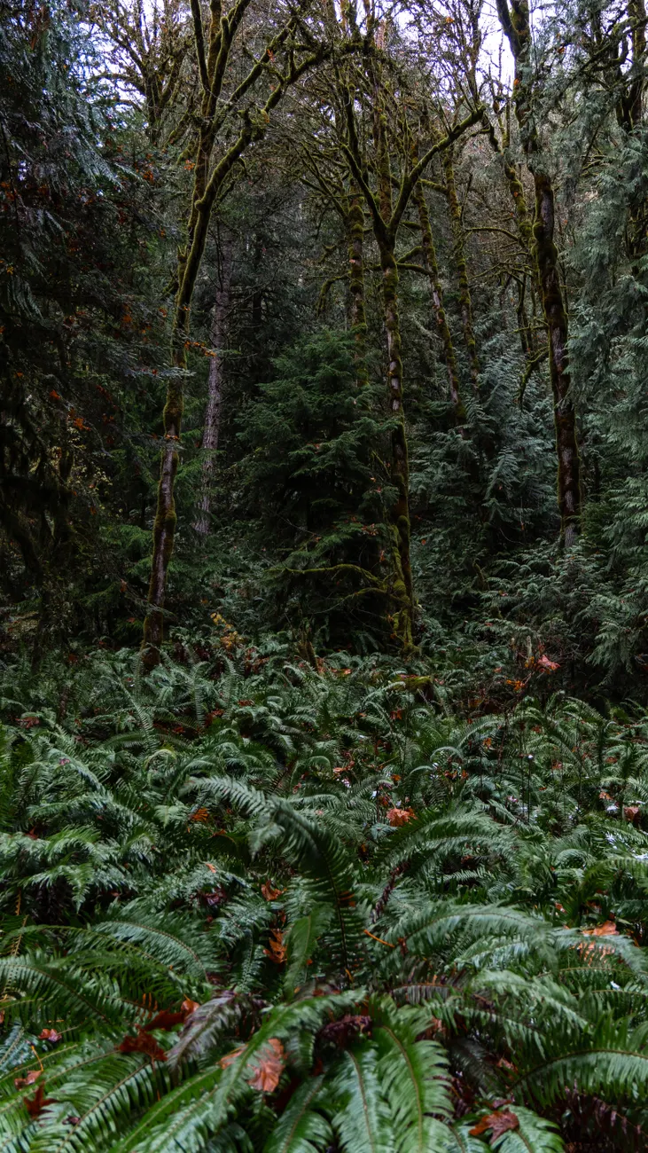 Detail Olympic National Park Rainforest Trail Number 5