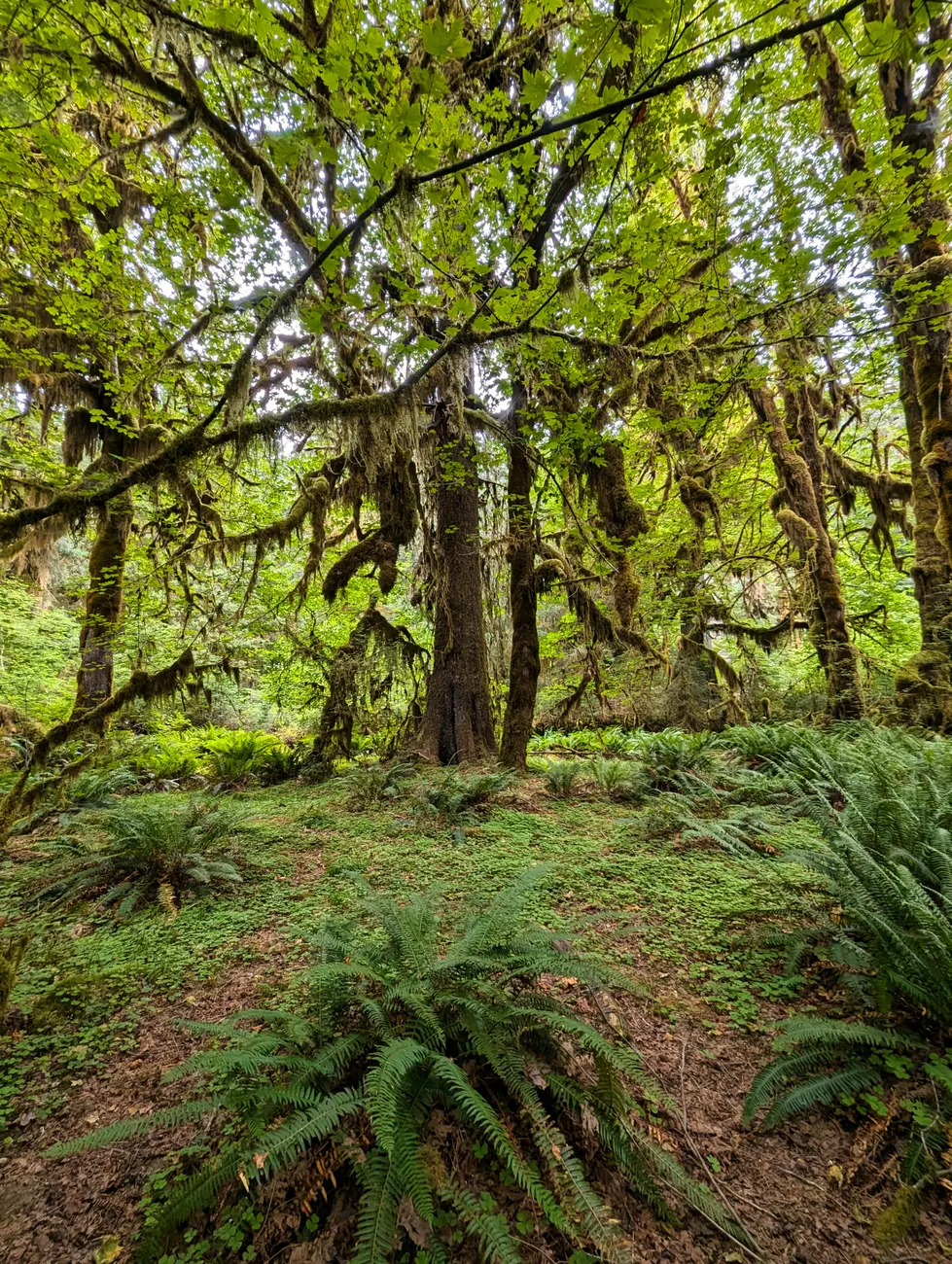 Detail Olympic National Park Rainforest Trail Number 6