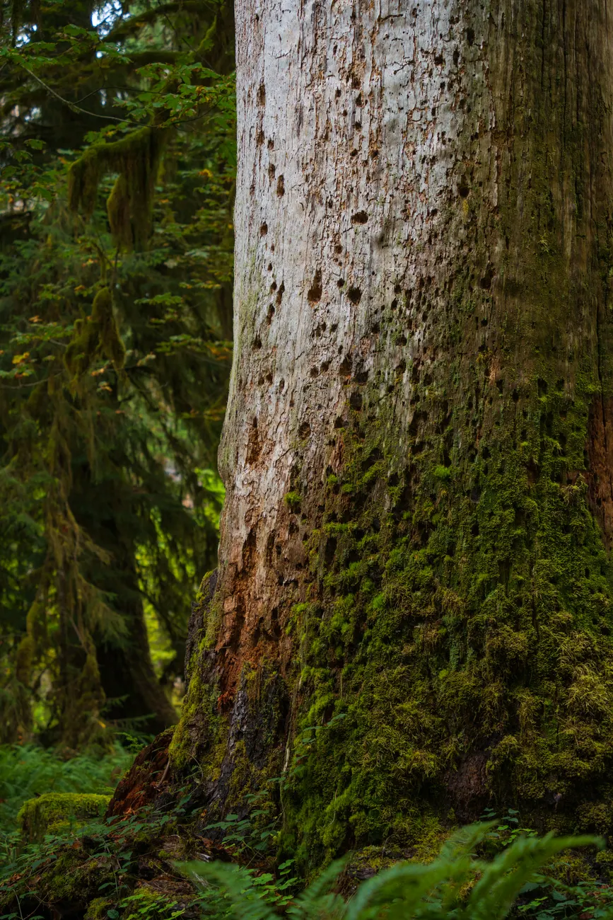 Detail Olympic National Park Rainforest Trail Number 7