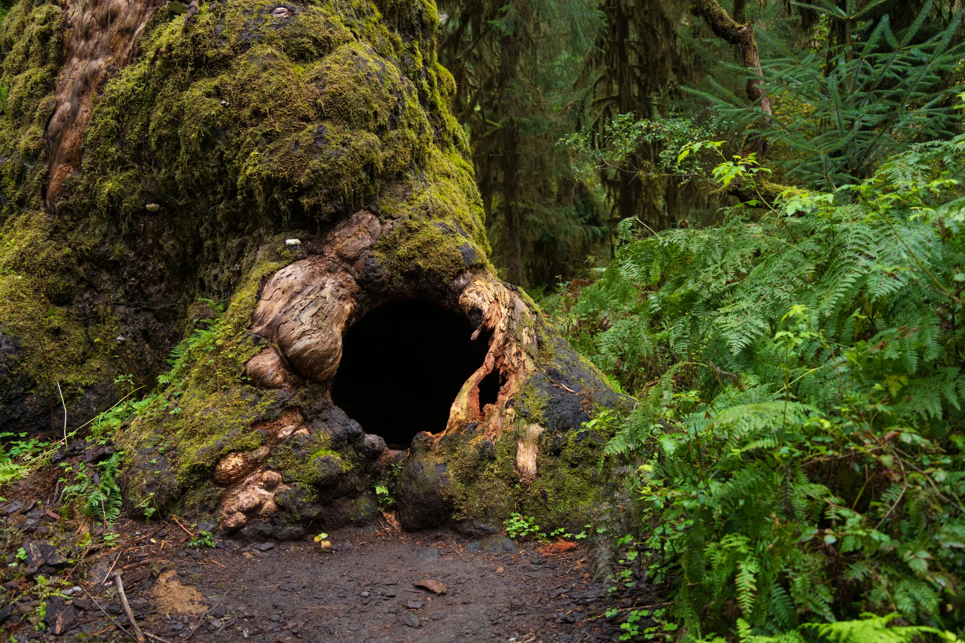 Detail Olympic National Park Rainforest Trail Number 8