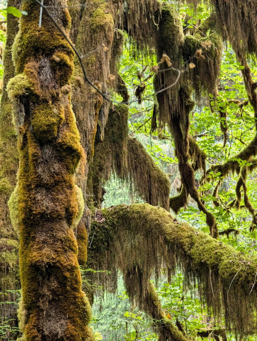 Detail Olympic National Park Rainforest Trail Number 9
