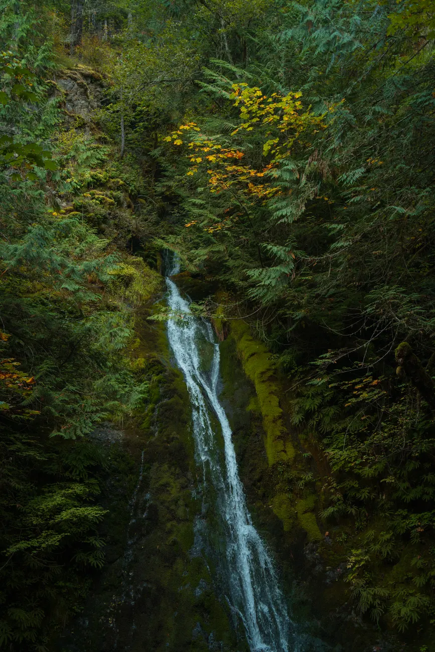 Detail Olympic National Park Rainforest Trail Number 10