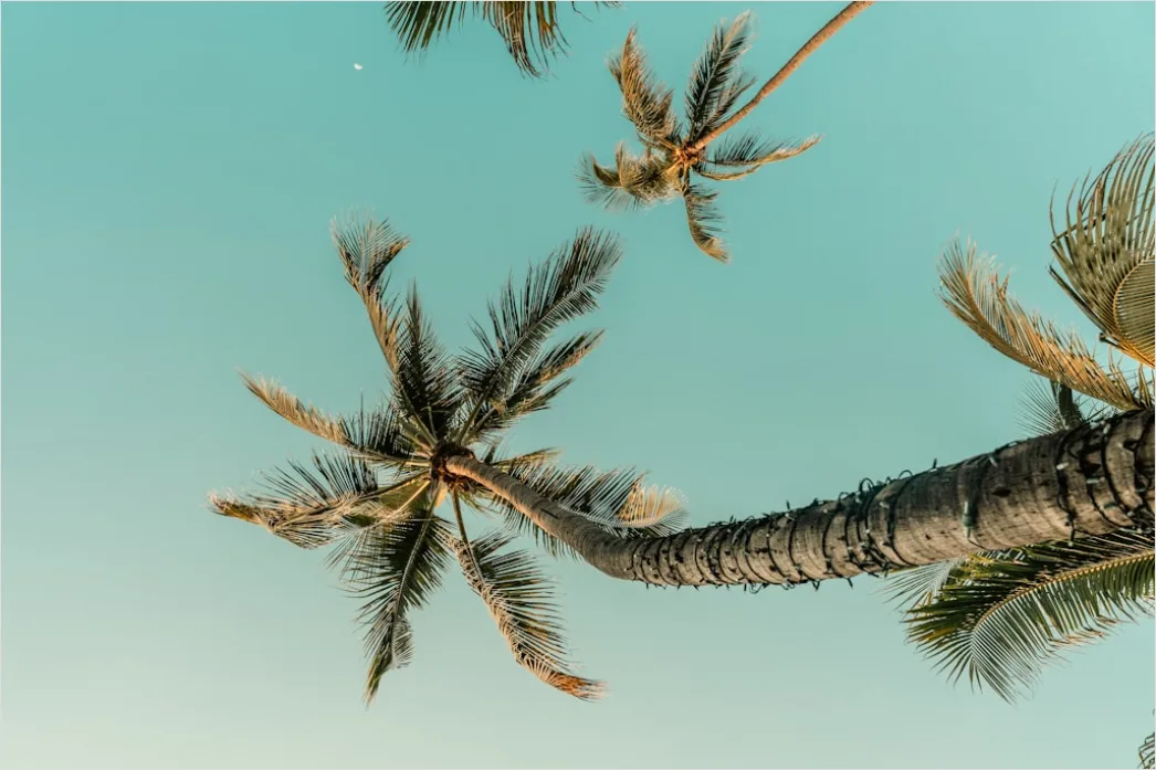 Detail Palm Trees Bending Tropical Wind Number 2